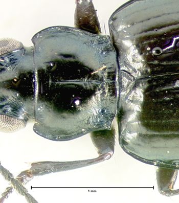 Media type: image;   Entomology 34746 Aspect: pronotum dorsal